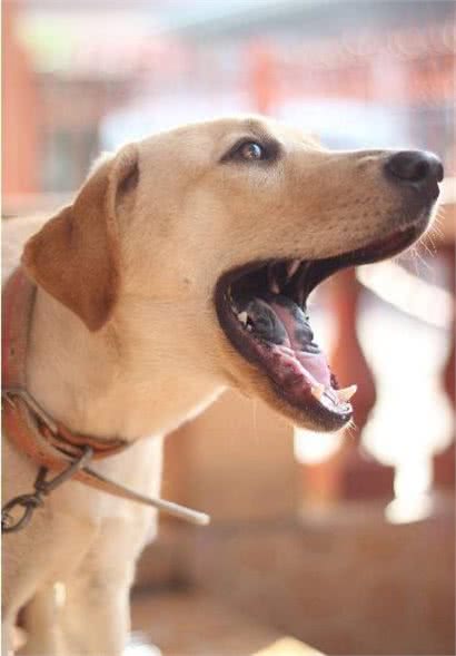 养宠物狗的小知识，10种要狗狗安静的方法