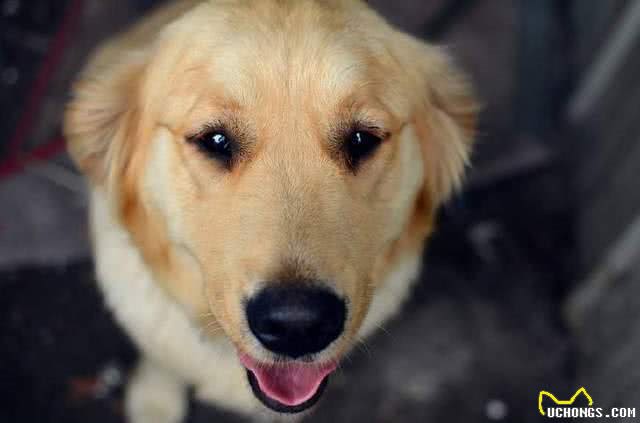 养宠物狗的小知识，10种要狗狗安静的方法