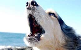 养宠物狗的小知识，10种要狗狗安静的方法