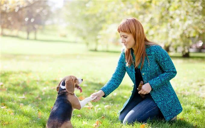狗狗不听话?想要聪明乖巧的狗狗?这有5种专业训练方法快拿去