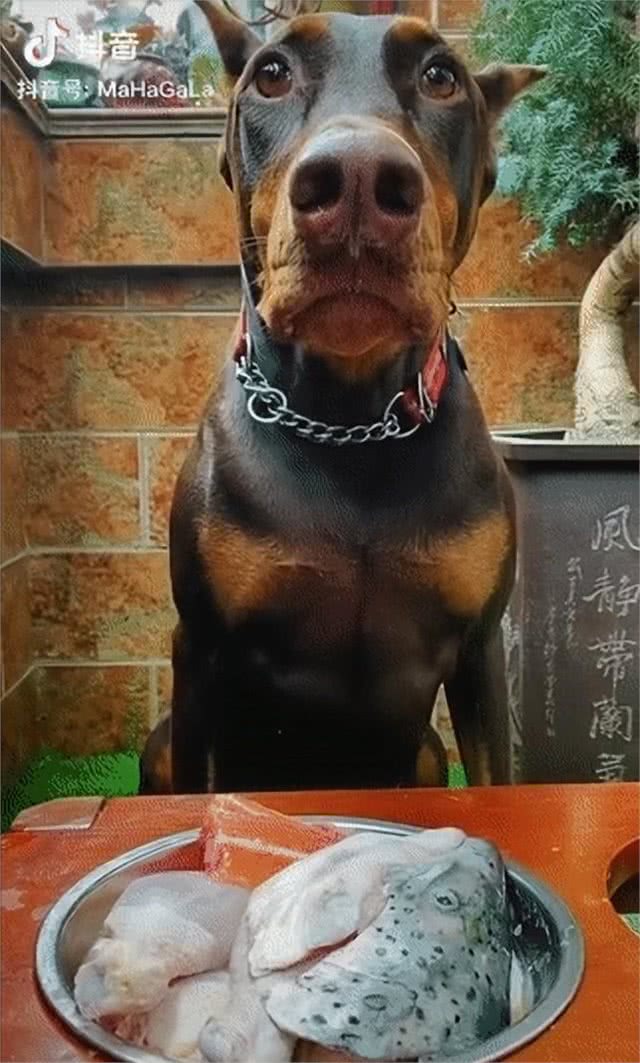 狗狗吃生肉到底好不好?