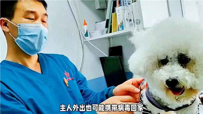 狗经验分享，警惕狗狗疫苗注射误区铲屎官必看新手养狗必看