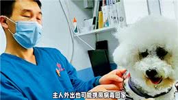 狗经验分享，警惕狗狗疫苗注射误区铲屎官必看新手养狗必看