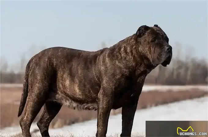 世界上最危险的十大犬种,你见过几种!