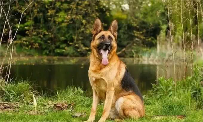 世界上最危险的十大犬种,你见过几种!