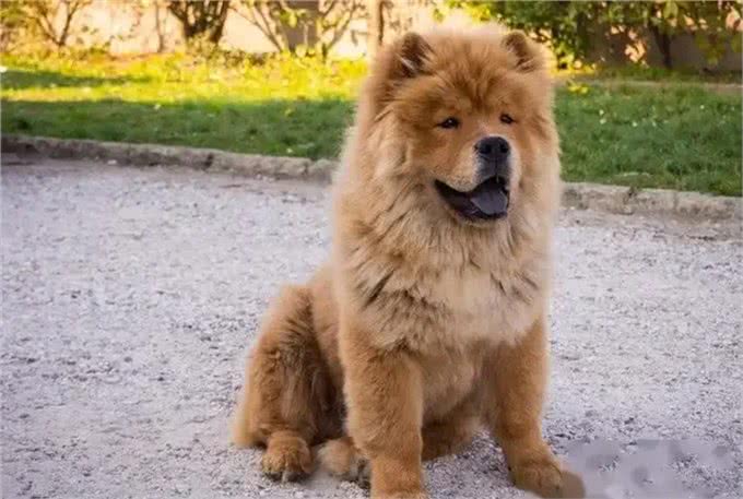 世界上最危险的十大犬种,你见过几种!