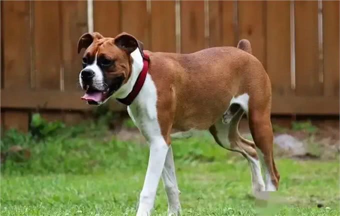 世界上最危险的十大犬种,你见过几种!