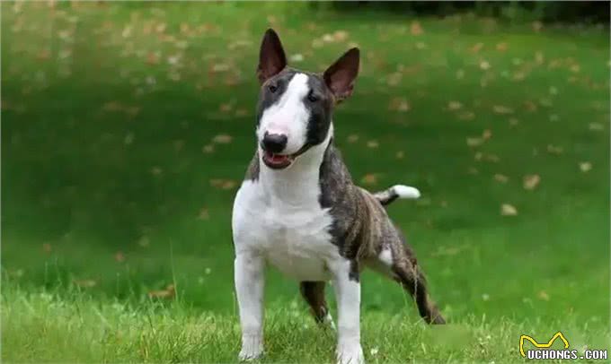 世界上最危险的十大犬种,你见过几种!