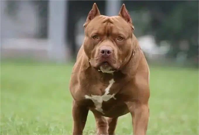 世界上最危险的十大犬种，你见过几种!