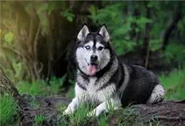 世界上最危险的十大犬种，你见过几种!