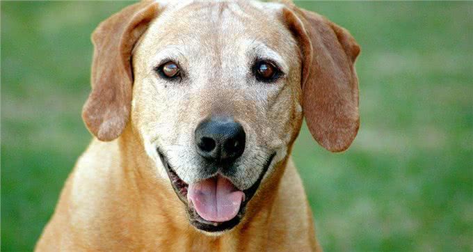 狗狗什么时候才算是步入老年?狗狗老化的迹象，提醒主人要更爱它