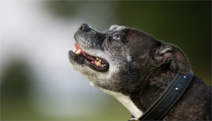 狗狗什么时候才算是步入老年?狗狗老化的迹象，提醒主人要更爱它