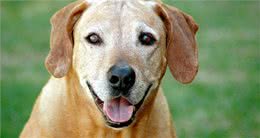 狗狗什么时候才算是步入老年?狗狗老化的迹象，提醒主人要更爱它