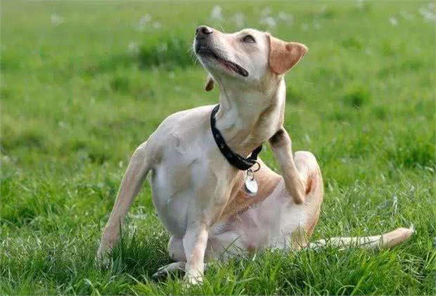 春季跳蚤多，狗狗奇痒无比，这5个小妙招正好用得上