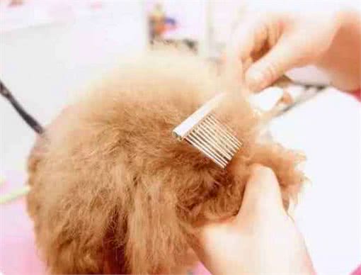 春季跳蚤多，狗狗奇痒无比，这5个小妙招正好用得上