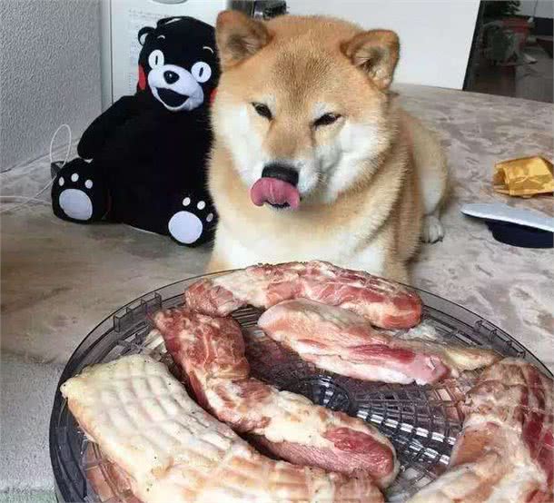 春季跳蚤多，狗狗奇痒无比，这5个小妙招正好用得上