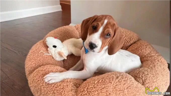 美国妹子忍痛让重病狗狗安乐死，一年后狗狗不仅活着，还在等领养