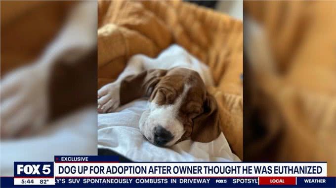 美国妹子忍痛让重病狗狗安乐死，一年后狗狗不仅活着，还在等领养