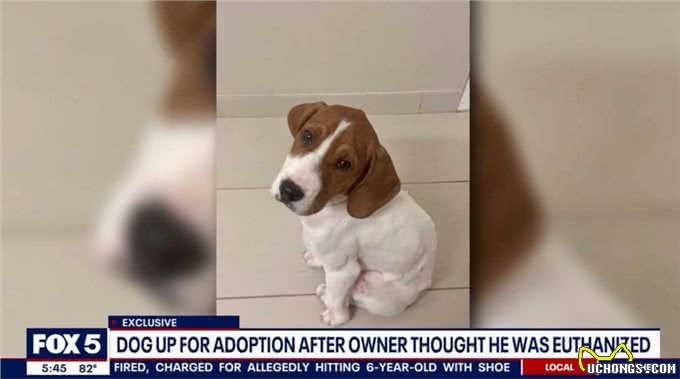 美国妹子忍痛让重病狗狗安乐死，一年后狗狗不仅活着，还在等领养