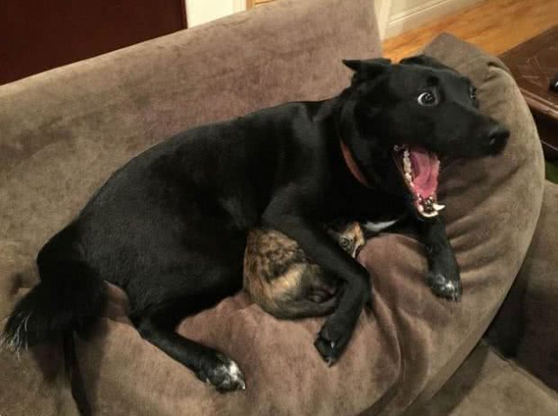 狗狗一生中很害怕的事,主要有这几件,主人最好不要做