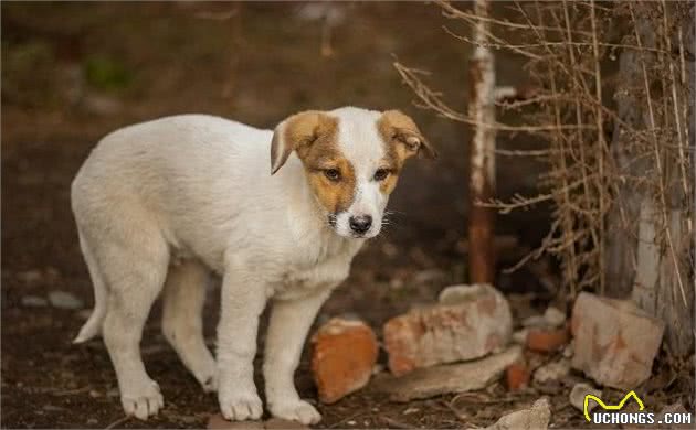 狗狗一生中很害怕的事,主要有这几件,主人最好不要做