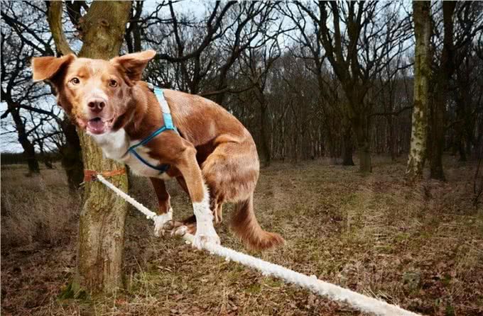 狗狗一生中很害怕的事,主要有这几件,主人最好不要做
