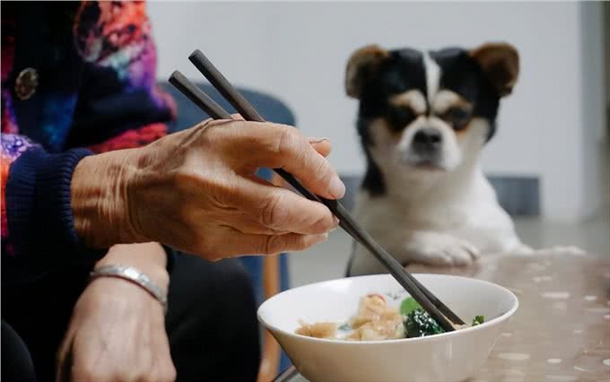 狗狗一生中很害怕的事,主要有这几件,主人最好不要做