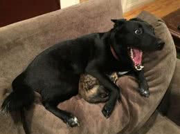 狗狗一生中很害怕的事，主要有这几件，主人最好不要做