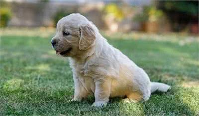 新手养狗应该知道的六个小知识