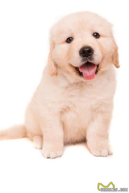 新手养狗应该知道的六个小知识