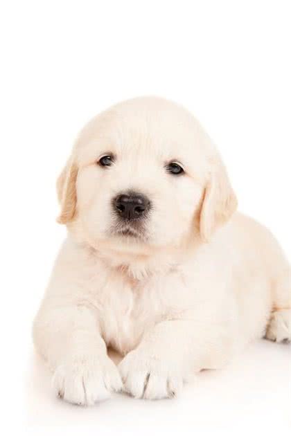 新手养狗应该知道的六个小知识