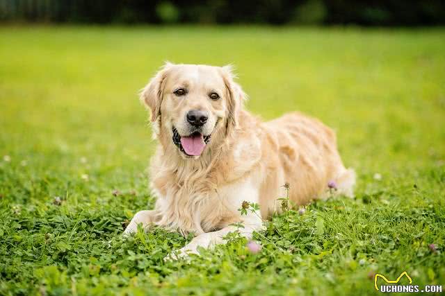 新手养狗应该知道的六个小知识