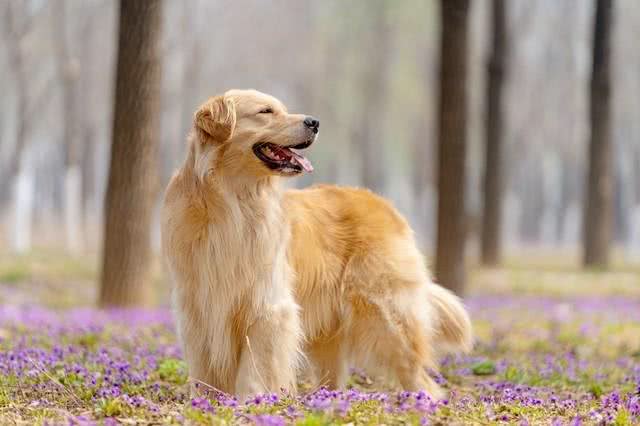 新手养狗应该知道的六个小知识