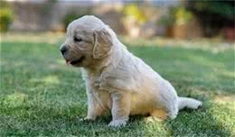 新手养狗应该知道的六个小知识