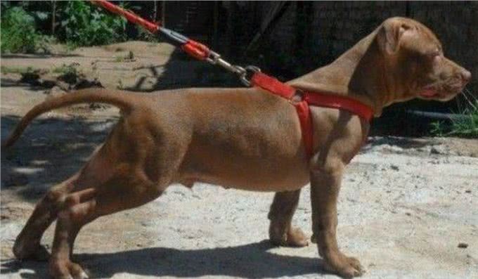 狗狗一只后腿瘸了宠物狗一条腿突然瘸了