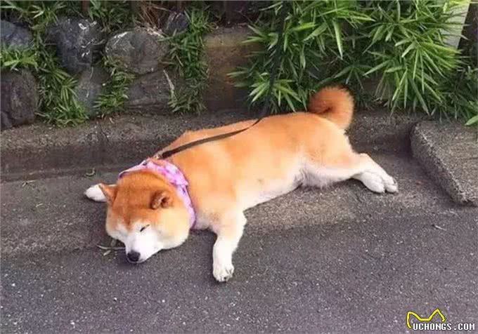 狗狗一只后腿瘸了宠物狗一条腿突然瘸了