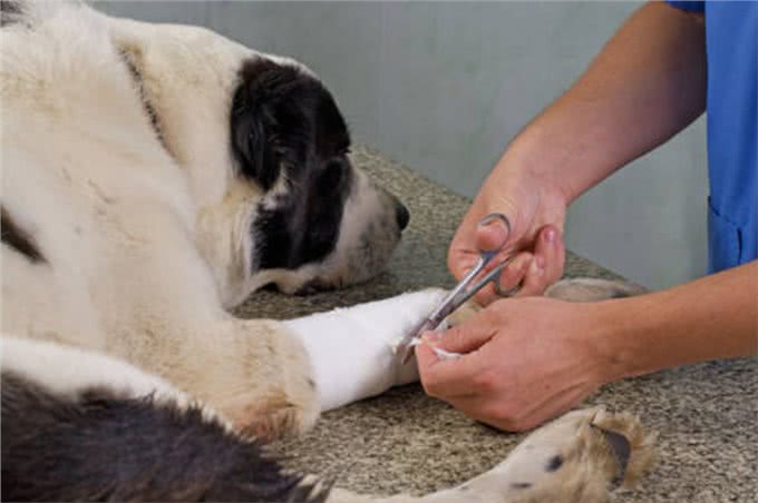 狗狗一只后腿瘸了宠物狗一条腿突然瘸了