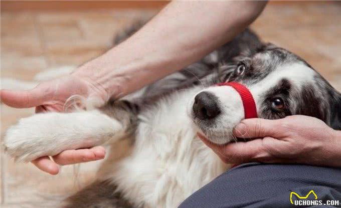 狗狗一只后腿瘸了宠物狗一条腿突然瘸了