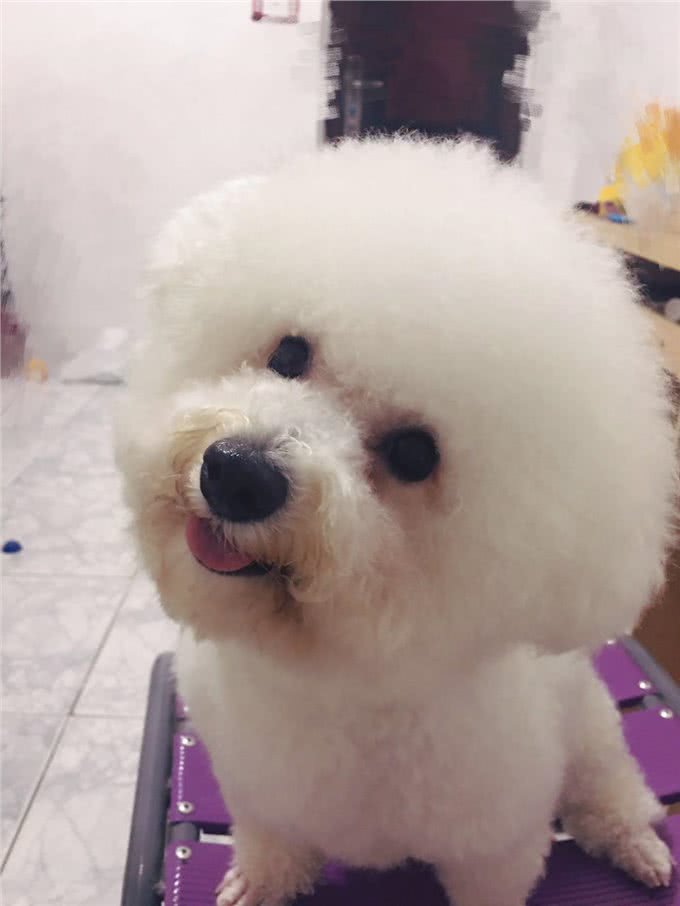 几个简单动作让狗狗秒会坐下、握手和击掌,铲屎官们可以试一试哦