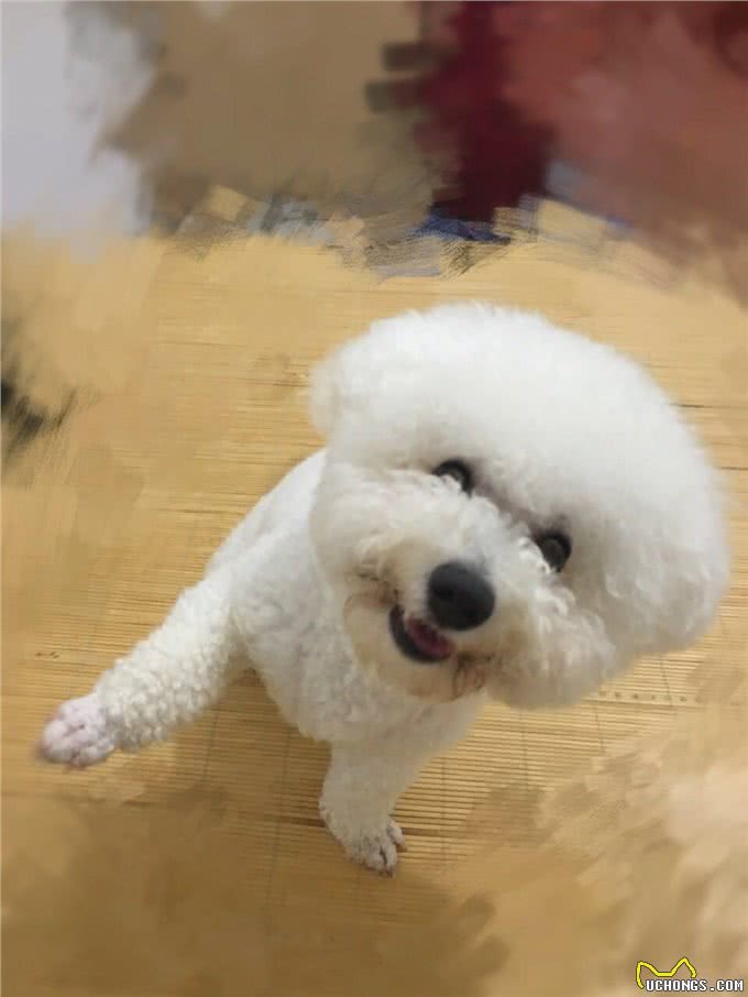 几个简单动作让狗狗秒会坐下、握手和击掌,铲屎官们可以试一试哦