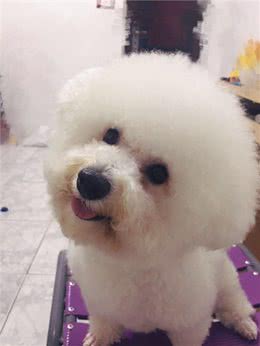 几个简单动作让狗狗秒会坐下、握手和击掌，铲屎官们可以试一试哦