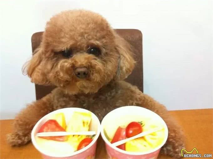 影响狗狗健康的重要因素