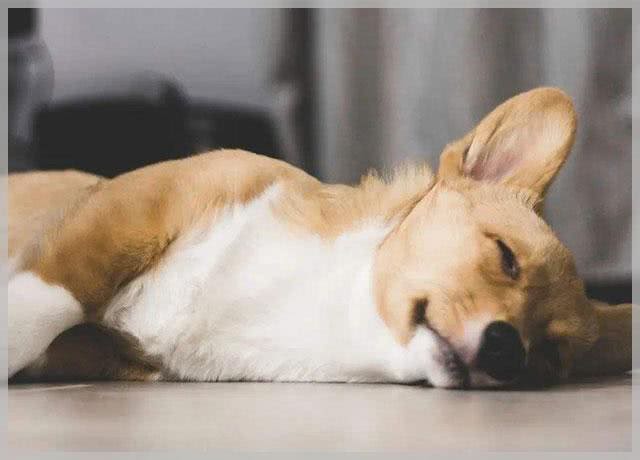 狗狗出现犬瘟有什么症状?是什么原因导致的?如何预防犬瘟?