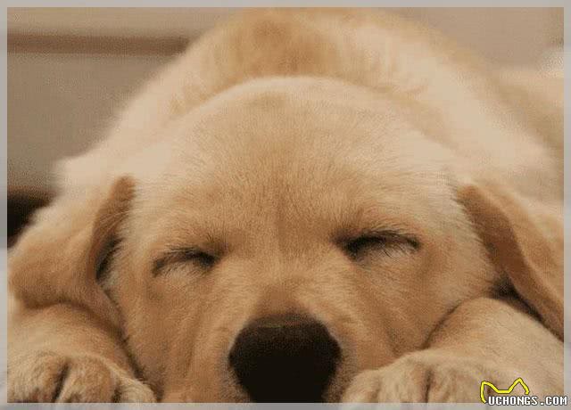 狗狗出现犬瘟有什么症状?是什么原因导致的?如何预防犬瘟?