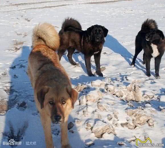 东北大笨狗，为保卫主人而生，生来便与狼搏斗