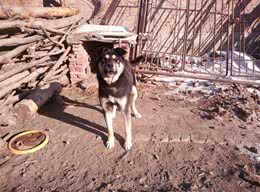 东北大笨狗，为保卫主人而生，生来便与狼搏斗