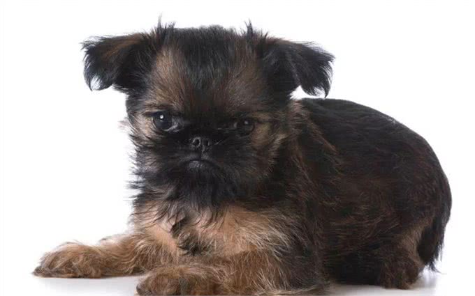 这个比利时犬种头脑灵活,身手敏捷,和迷你雪纳瑞还是老同行