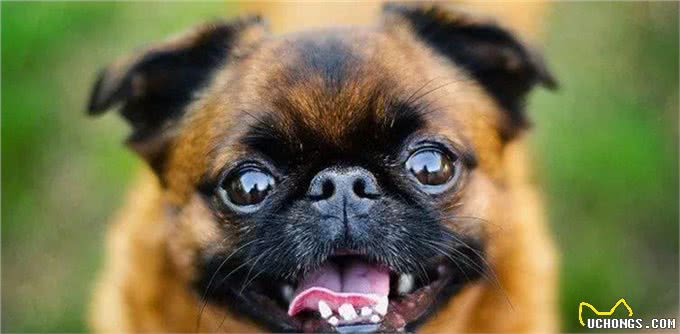 这个比利时犬种头脑灵活,身手敏捷,和迷你雪纳瑞还是老同行