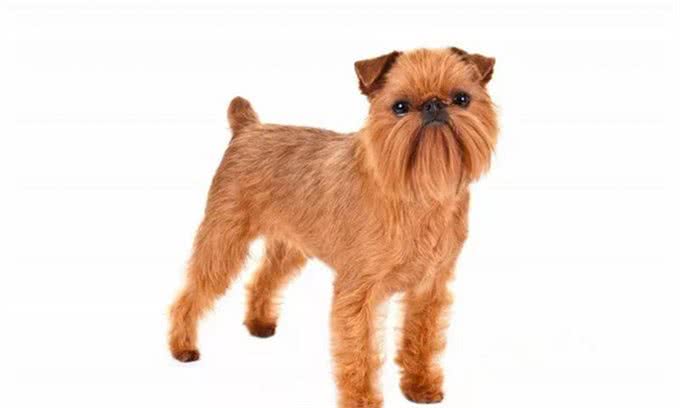 这个比利时犬种头脑灵活,身手敏捷,和迷你雪纳瑞还是老同行