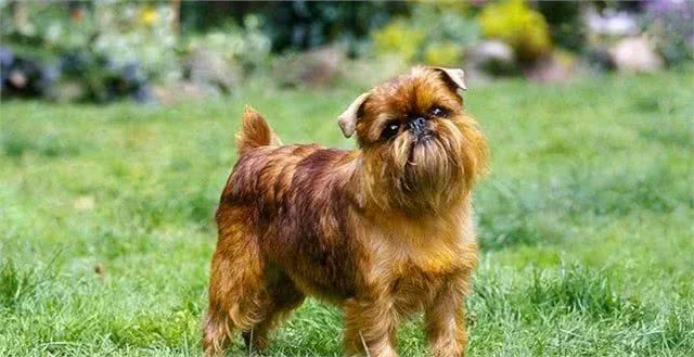 这个比利时犬种头脑灵活,身手敏捷,和迷你雪纳瑞还是老同行